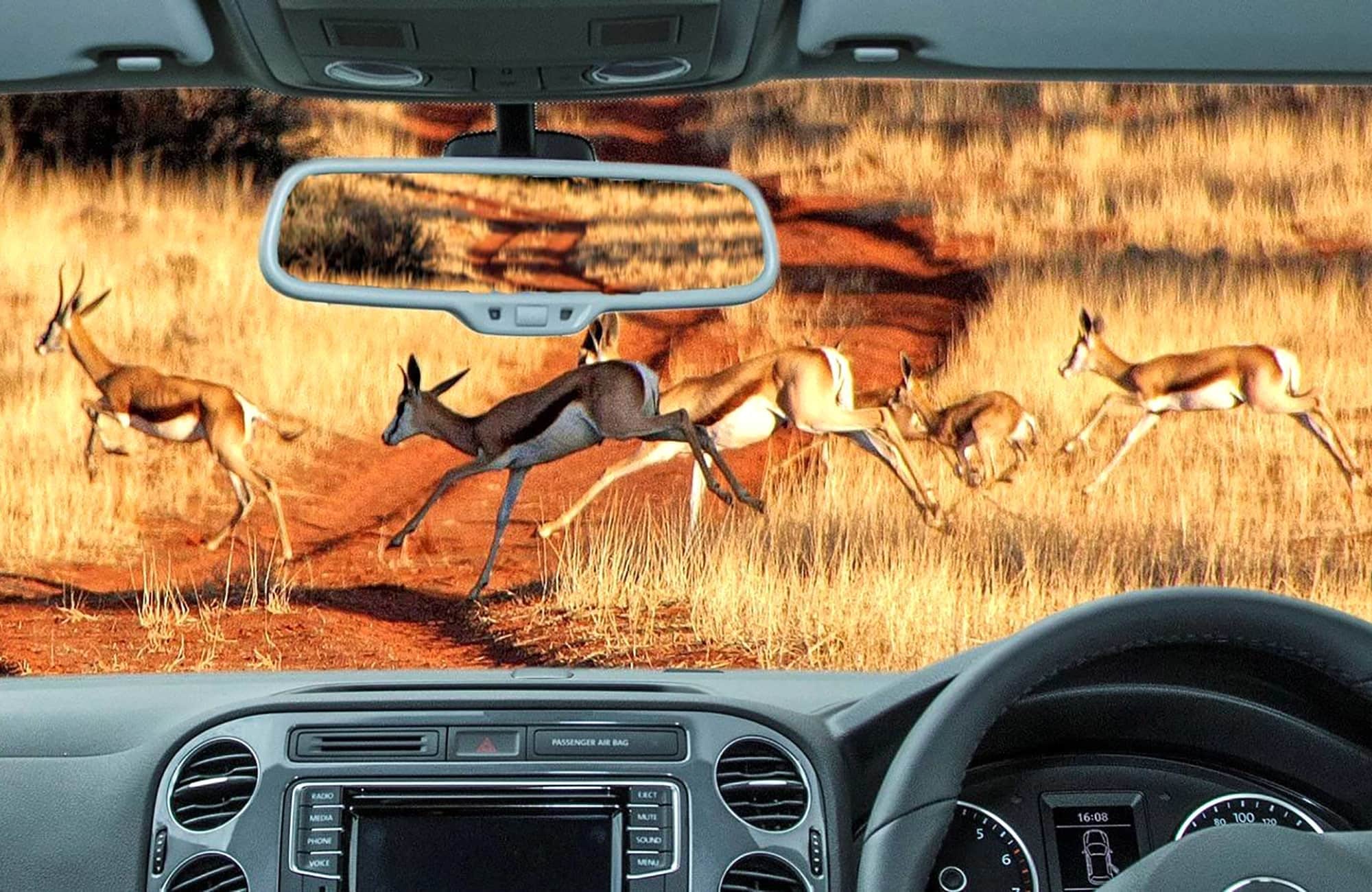 Gazelle's jumping across road trail